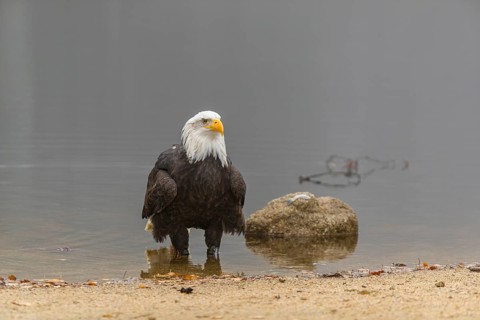 One Bald Eagle, Haliaeetus leucocephalus, standing in the shallow water ashore a small pond on a