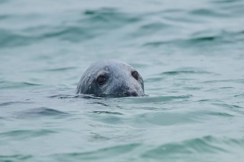 Grey seal (Halichoerus grypus) looking out of the water while swimming in the sea, Düne, Helgoland,