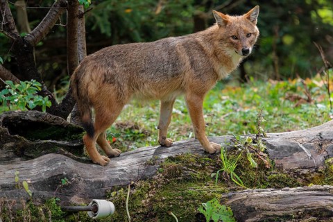 A golden jackal (Canis aureus) stands on a rotting tree lying on the ground between bushes and