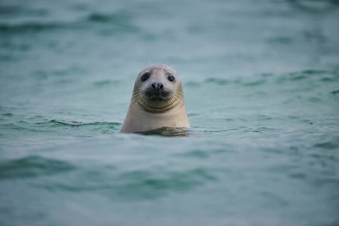 Grey seal (Halichoerus grypus) looking out of the water while swimming in the sea, Düne, Helgoland,
