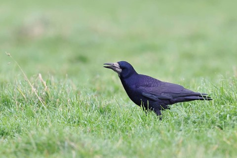 Rook (Corvus frugilegus), foraging in a meadow, Bieslicher Insel, Lower Rhine, North