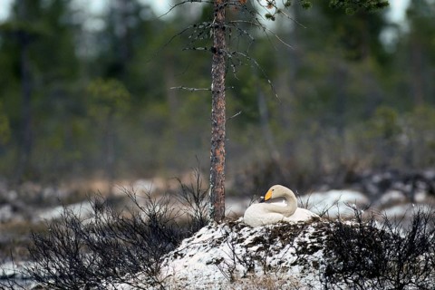 Whooper swan. Cygnus cygnus. Whooper swan on the nest in early summer during a snowfall. Kuusamo