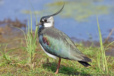 Lapwing (Vanellus vanellus), in splendid plumage, foraging in a marshy meadow, wildlife, Lembruch,