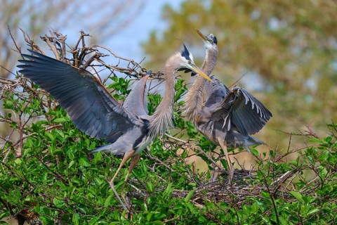 Two Great blue heron (Ardea herodias), with outstretched wings perched on branches surrounded by