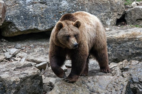Brown bear (Ursus arctos), captive, Bad Mergentheim Wildlife Park, Baden-Württemberg, Germany