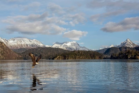 Bald Eagle (Haliaeetus leucocephalus) hunting, Alaska, USA