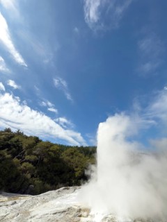 Lady Knox Geyser erupts at the Waiotapu Thermal Track in the colourful Waiotapu Thermal Wonderland