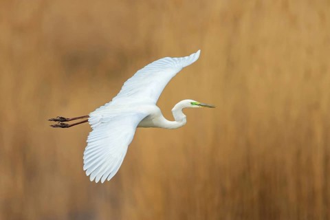 Great White Egret, Great White Heron, Great Egret, Egretta alba, Casmerodius albus, Ardea alba,