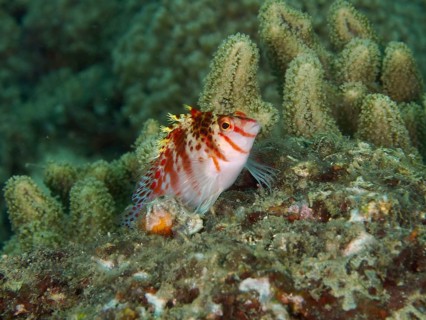 Dwarf Hawkfish (Cirrhitichthys falco) sitting on a living coral reef, dive site Spice Reef,