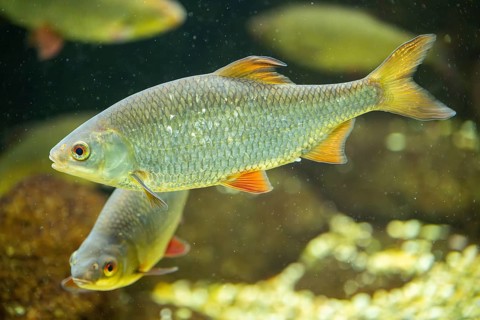 Common rudd (Scardinius erythrophthalmus) swimming under water, Bavaria, Germany