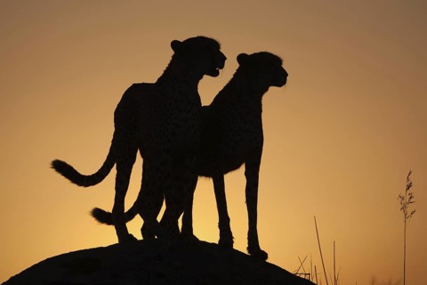 Cheetah (Acinonyx jubatus) captive, two females in sunset, Castile-La Mancha, Spain
