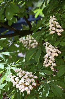Blossoms of a chestnut, common horse chestnut, white horse chestnut, common horse chestnut
