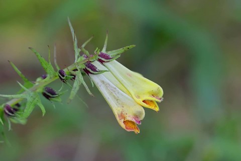 Forest quail wheat (Melampyrum sylvaticum) flowers on a forest path, poisonous, Wilnsdorf, North