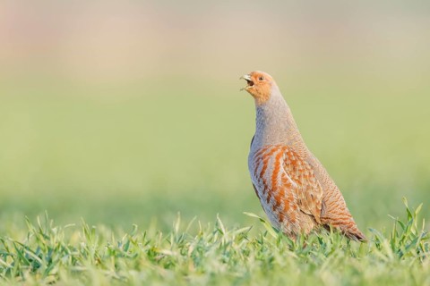 Rebhuhn, Perdix perdix Grey Partridge, Perdix perdix