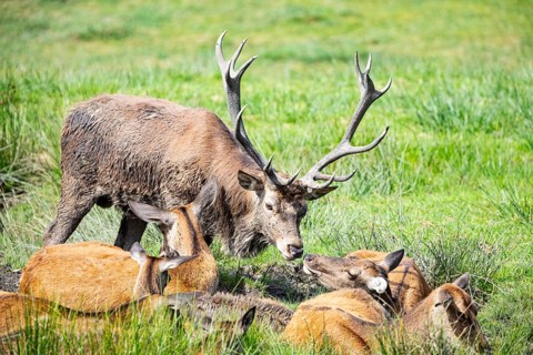 Red deer (Cervus elaphus) Rutting behaviour captive Germany