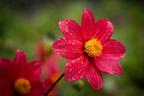 Raindrops on a scarlet dahlia (Dahlia coccinea), Inverewe Gardens, Poolewe, Loch Ewe, Highlands,