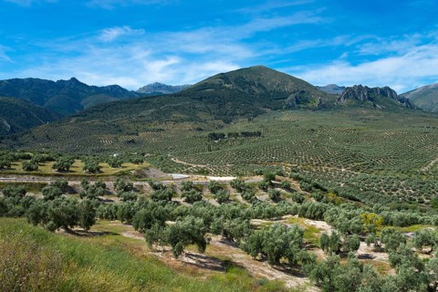 Vast plantations and forests stretching along the mountain landscape, under a clear sky, olive