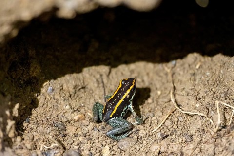 Golfodulcean poison frog (Phyllobates vittatus), sitting in a burrow, Corcovado National Park, Osa,