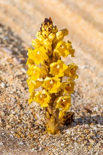 Pale yellow summer orchid (Orobanche flava), blooms in the Huqf rocky desert, Arabian Peninsula,