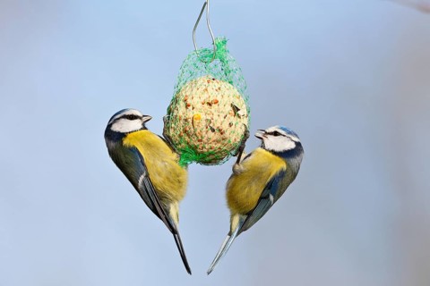 Blue tit (Cyanistes caeruleus, syn.: Parus caeruleus), two birds at a tit dumpling, winter feeding