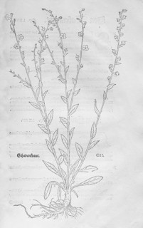 Schabenkraut-Königskerze (Verbascum blattaria), woodcut by Leonhart Fuchs, from New Kreüterbuch,