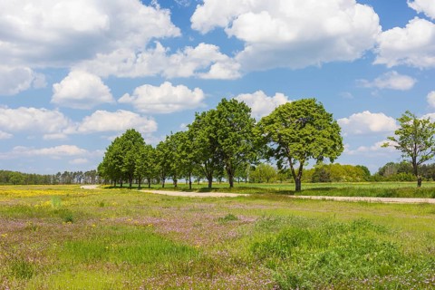 Field path with row of trees near Cavertitz, Saxony, Germany