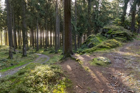 Hiking trail on the Wendelstein, Grünbach, Vogtland, Saxony, Germany