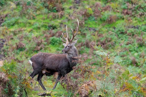 A sika deer stag (Cervus nippon) stands on a rocky but overgrown slope in search of food