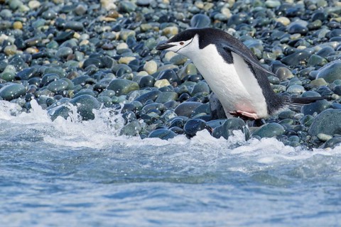 Chinstrap Penguin (Pygoscelis antarcticus) perched on a rocky beach on South Georgia Island