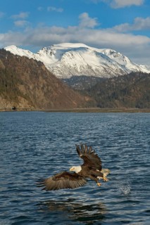Bald Eagle (Haliaeetus leucocephalus) hunting, Alaska, USA