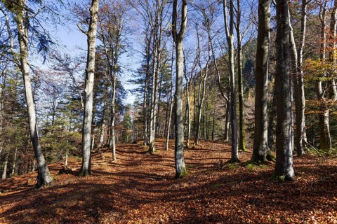 Beech forest on the hiking trail to Schwarzer Berg, Golling, Osterhorngruppe, Salzburg province,