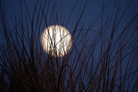 Full moon behind beach grass, Strandhafter, Søndervig Strand, Ringkøbing Fjord, Denmark