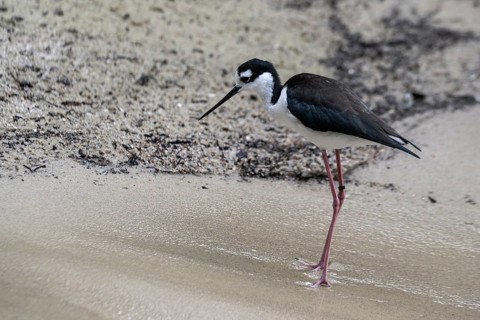 Black-winged Stilt (Himantopus himantopus), Walsrode Bird Park, Lower Saxony, Germany