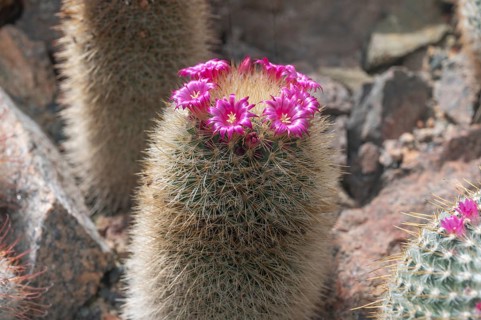 Flowering thorny wart cactus (Mammillaria spinosissima), Botanical Garden, Erlangen, Middle