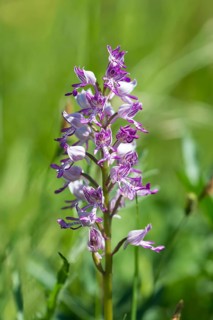 Military orchid (Orchis militaris), orchid, flower, Frankfurt am Main, Hesse, Germany