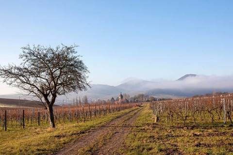 Vineyard landscape with tree, path and misty hills in the background, Geilweilerhof, Siebeldingen,