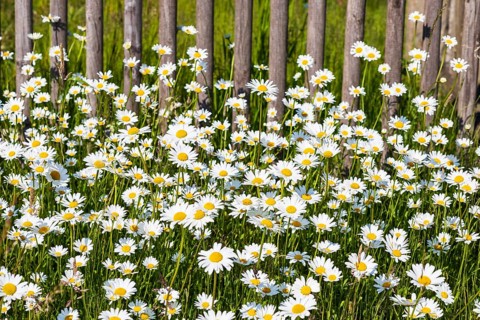 Lush flowering meadow daisies (Leucanthemum vulgare) on a wooden fence, Saxony, Germany