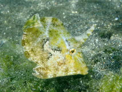 A small seagrass filefish (Acreichthys tomentosus) with a horn-like appendage on a sandy bottom,