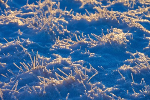 Winter snow pattern with frozen blades of grass, winter, Wasserkuppe, Gersfeld, Rhön, Hesse,