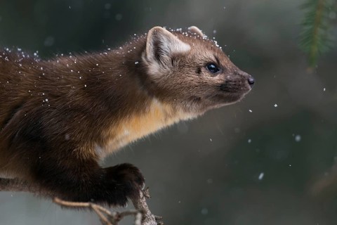 American Marten (Martes americana) portrait, Yellowstone National Park, USA