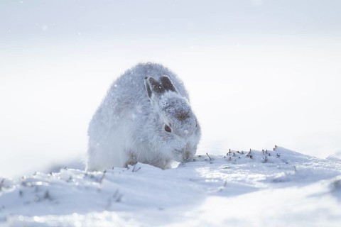 Mountain hare (Lepus timidus) adult animal in its winter coat feeding on a snow covered mountain