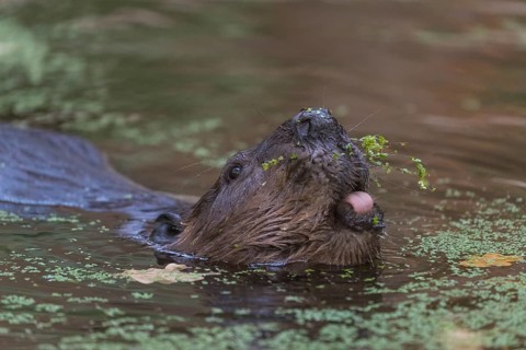 One North American beaver or Canadian beaver, Castor canadensis, swimming through a pond covered