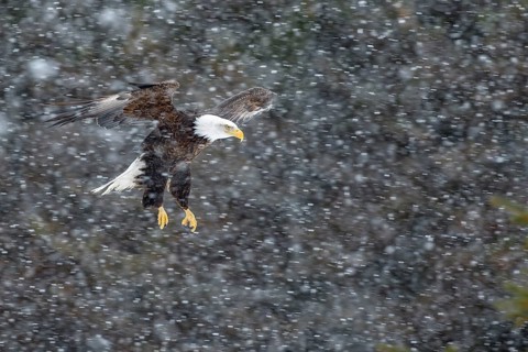 Bald Eagle (Haliaeetus leucocephalus) flying in snow fall, Alaska, USA