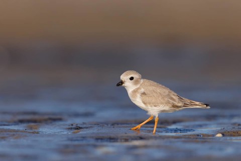 Piping Plover (Charadrius melodus) on the beach, Massachusetts, USA