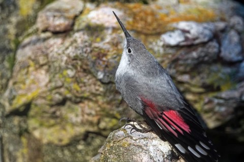 Wallcreeper (Tichodroma muraria), standing on rocks, captive, Alpenzoo Innsbruck, Tyrol, Austria