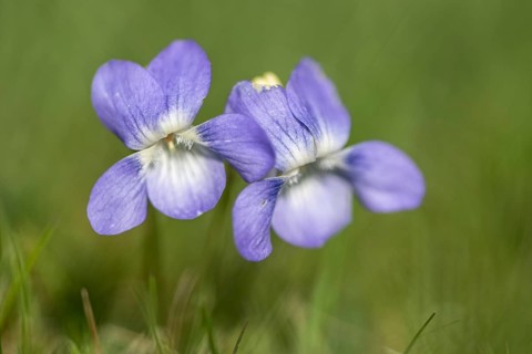 Grove violet (Viola riviniana), Emsland, Lower Saxony, Germany