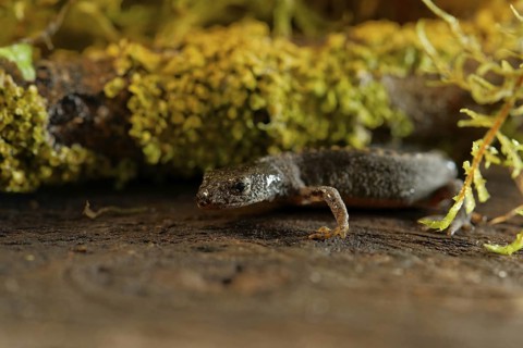 Alpine newt. leaves and lichens. Hessen, Germany