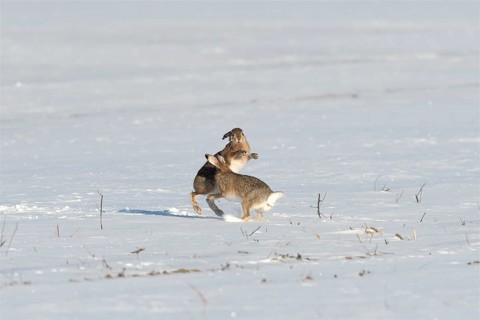 Two hares (Lepus europaeus) fighting in the snow during the mating season, Lower Rhine, North