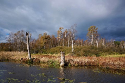 Bog birch (Betula pubescens), in front of a dark sky, Federsee lake nature reserve, UNESCO World