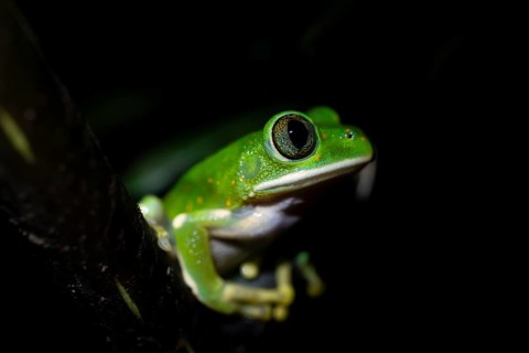 Forest climbing frog (Leptopelis barbouri) in the jungle, night view, Amani Forest Reserve,
